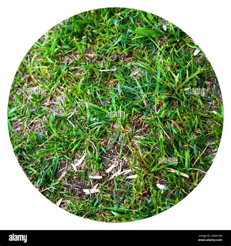 Green Grass Nature Background Natural Texture Of Plant In Close Up