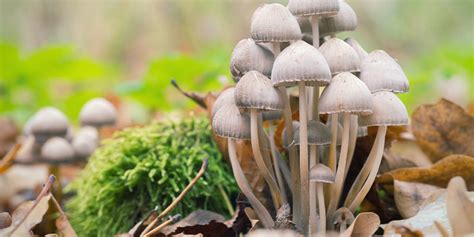 The Most Famous Psilocybin Mushrooms Zamnesia Uk