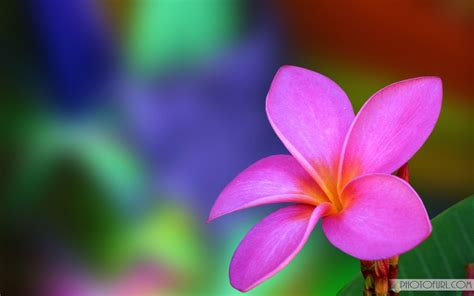 Beautiful Colorful Flowers Wallpapers Wallpaper Cave