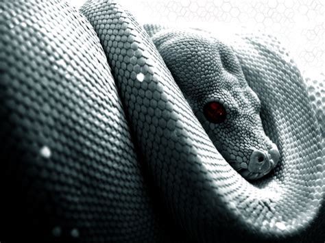 Wallpaper Black Monochrome Snake Reptiles Python Scales