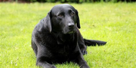 Why Are Labradors So Greedy Compared To Other Dogs