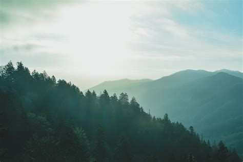 Free Images Tree Forest Cloud Sky Fog Sunrise Sunset Mist