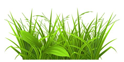Grass Background Clipart | Free download on ClipArtMag png image