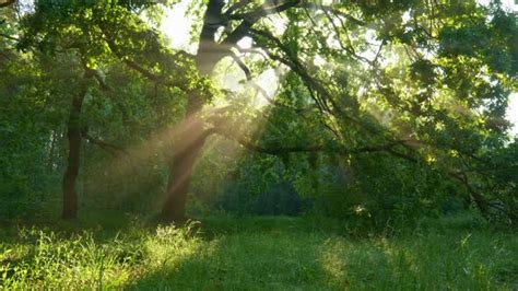 Sun Shining Through A Majestic Green Oak Tree On A Meadow Sun Beams