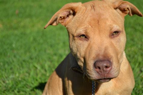 Dalmation Pitbull Mix Puppies Bullmatian Dog Breed Information Rio