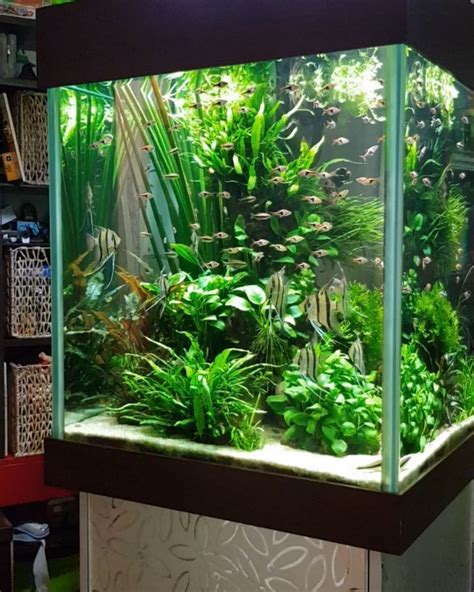 In other words, only consider getting decors for fish tanks that are particularly designed for that purpose. DIY fish tank decorations Themes Aquascaping, Fresh Water Decor Ideas, Small Aquascaping ...