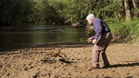 Largest Camel Spider Ever Found 800 X 449 · 117 Kb · Jpeg Yall Cant