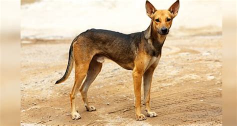 9 Best Dog Breeds For Indian Climate Creature Companion
