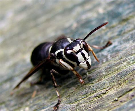 Top 6 Types Of Wasps In Pennsylvania Beneficial And Dangerous