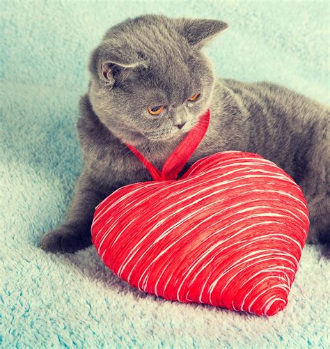 how to celebrate valentine day with your cat little miss cat