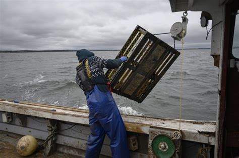 Amid Nova Scotia Lobster Dispute One Fishery Charts New Path Forward