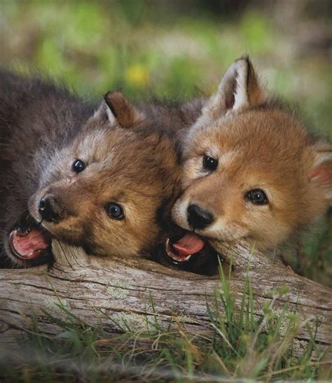Pin By Marlene Anjelica Poulsen On Wolves Baby Wolves Cute Baby