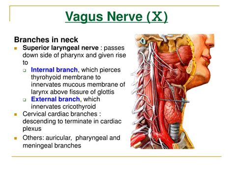 Ppt The Cranial Nerves Powerpoint Presentation Free Download Id