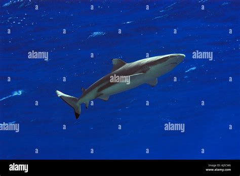 Blacktip Reef Shark Carcharhinus Melanopterus Ailuk Atoll Marshall