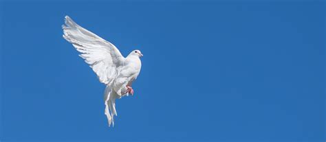 Finden sie hochwertige lizenzfreie vektorgrafiken, die sie anderswo vergeblich suchen. Religionen setzen bei Weltfriedenstreffen Zeichen ...