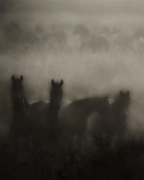 Dark Horse Dreams Photograph By Ron Mcginnis Dark Horse Dreams Fine