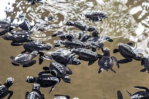 Turtle Swimming Underwater Terrapin Transparent Ocean Water Tortoise