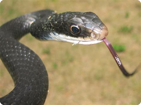 Black Racer Snake Bite