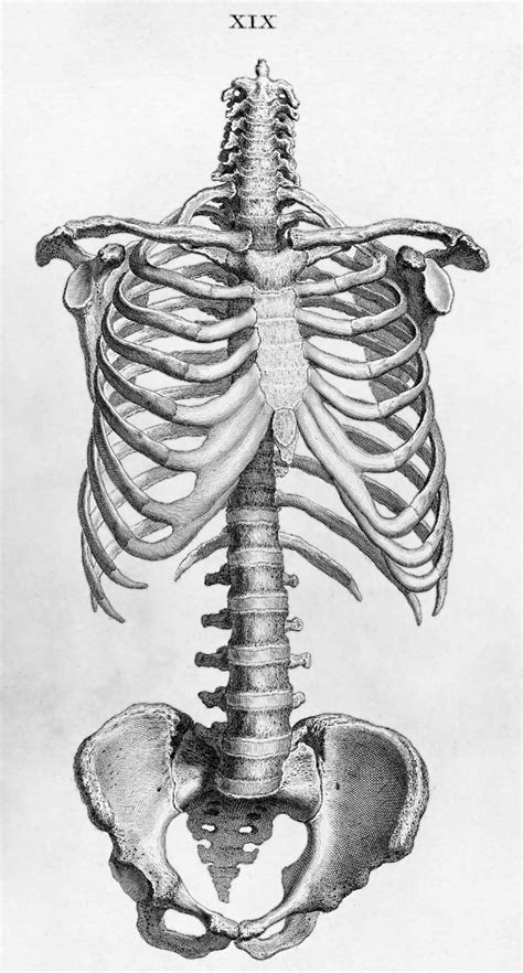 Squelette Humain Wikimini Lencyclopédie Pour Enfants