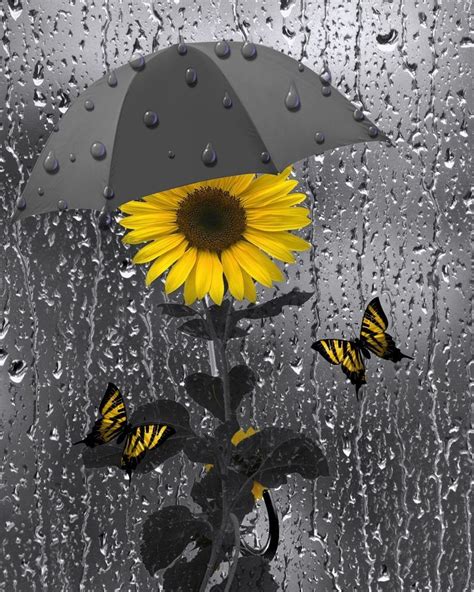 Maybe you would like to learn more about one of these? Yellow Gray Wall Art- Sunflower-;Butterflies-rain-🌦☔ | Sunflower art, Sunflower pictures, Grey ...