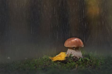 Mushrooms In The Rain Wallpapers High Quality Download Free