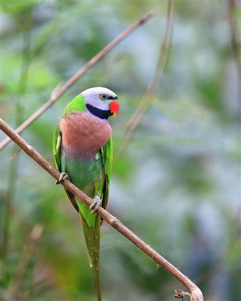 14 Best Moustache Parakeet Parrots Images On Pinterest Budgies