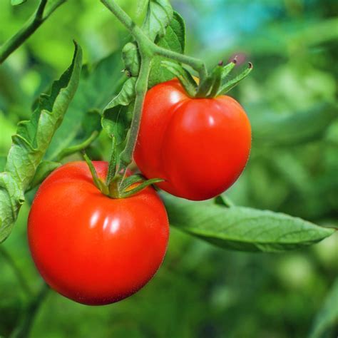Tomato Plants For