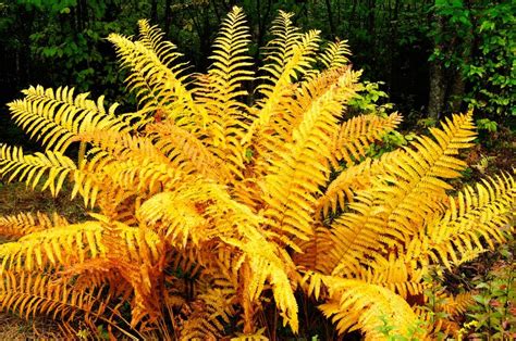 Astonishing 19 Totally Different Kinds Of Fern Crops Types Of Ferns