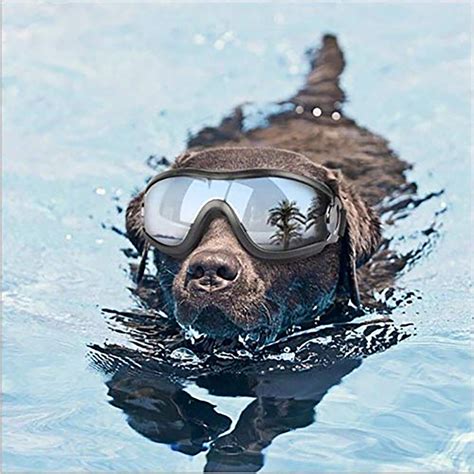 Buy Ape Basics Uv Protective Sunglasses For Dogs At Mighty Ape Nz
