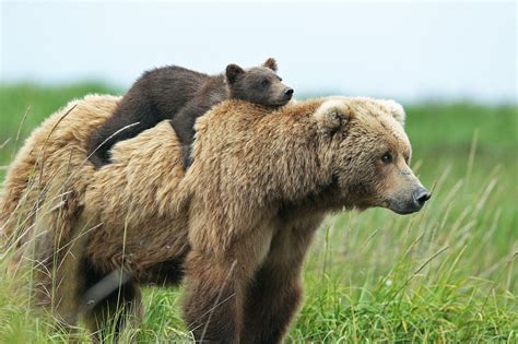 Brown Bear Animals Bears Baby Animals Cubs Hd Wallpaper Wallpaper