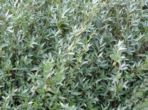 Echte Silberweide Salix Alba Sericea Im Pflanzenhandel Online Kaufen