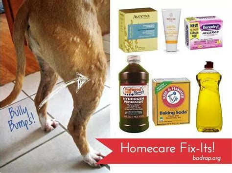 How To Get Rid Of Dog Hives Home Remedies