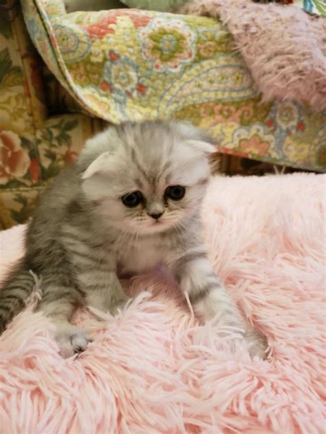 Luxury Scottish Folds Male And Female Scottish Fold Kittens For Sale In Michigan United States