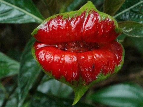 Lips Amazon Rainforest Plants Rainforest Plants Rainforest Flowers