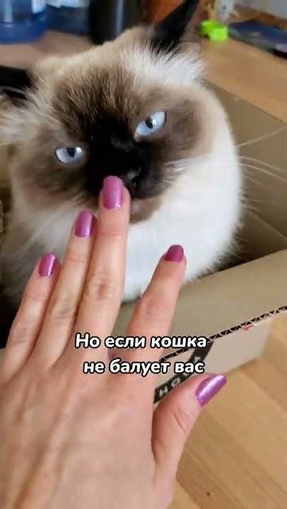 Вот почему кошка лижет хозяина 😄 - YouTube