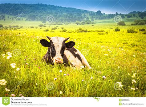 Cows Grazing On A Summer Meadow Stock Image Image Of Nature Beef