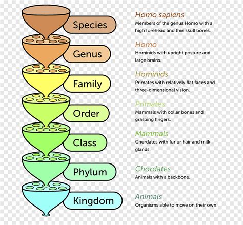 Linnaean Taxonomy Taxonomic Rank Biology System Others Text Biology Classification Chart Png