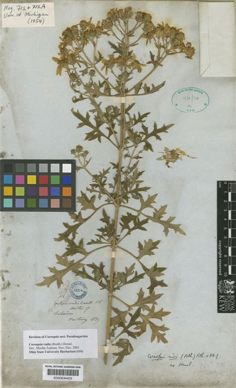 Coreopsis Rudis Benth Benth And Hookf Ex Hemsl Plants Of The