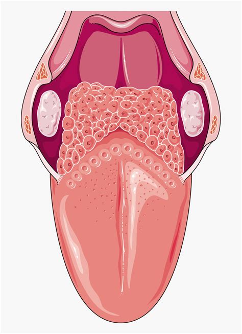 Tongue Anatomy Vector Png Vector Psd And Clipart With Transparent My