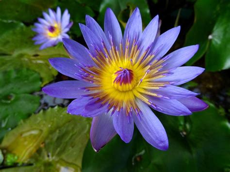 Blue Water Lily Flower The Nymphaea Lotus Flower Photography Pink