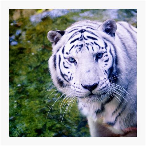 White Tiger By Tangled Emotions On Deviantart