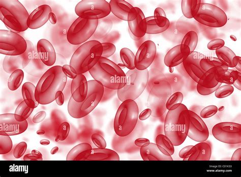The Red Blood Cells Hi Res Stock Photography And Images Alamy