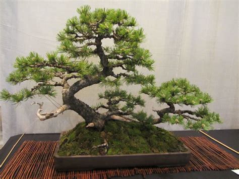 Mugo Pine Bonsai By Vance Wood Bonsai Tree Price Buy Bonsai Tree Pine Bonsai Bonsai Tree