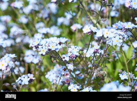 Blue Flowered Water Forget Me Not Myosotis Scorpioides Plants Growing