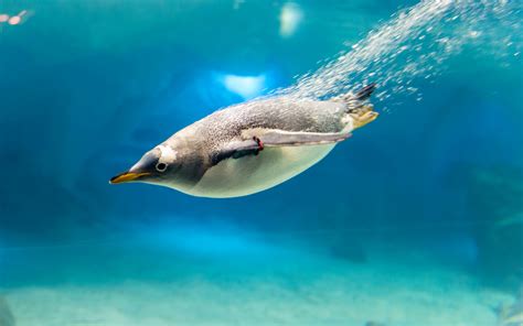 Penguin Dives Into The Water Wallpapers And Images Wallpapers
