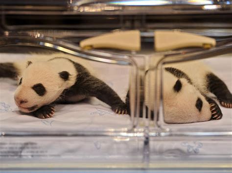 Baby Panda Twins Born In Madrid Zoo Photo 1 Cbs News