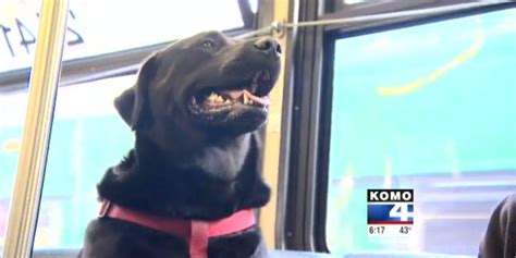 Seattle Dog Figures Out Buses Starts Riding Solo To The