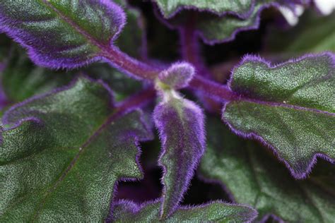 In autumn, several of them will provide an even more spectacular show before. Gynura aurantiaca