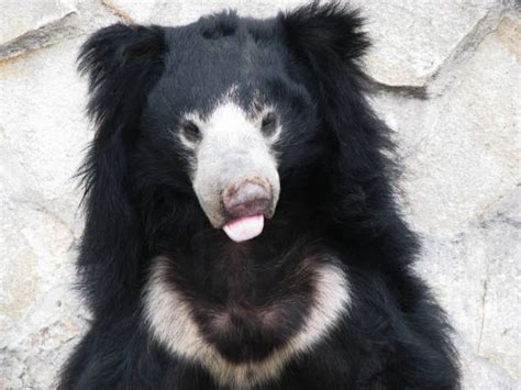 Tibetan Black Bear Stock Photos Pictures And Royalty Free Images Istock