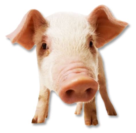 Free Pig Png Transparent Images Download Free Pig Png